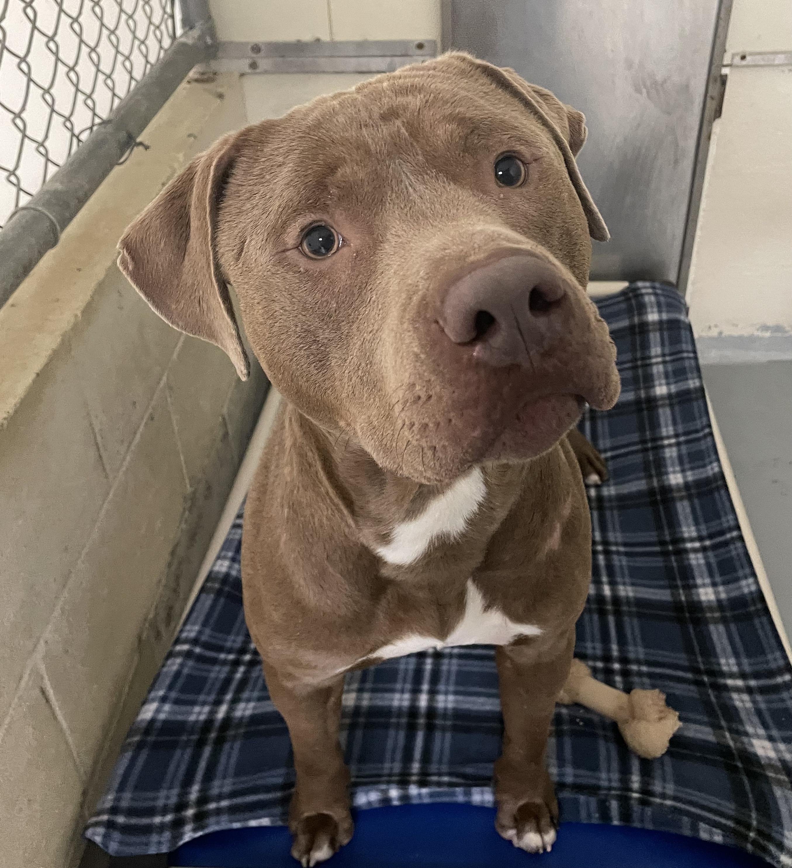 Kaius, Young Male Pit Bull Terrier