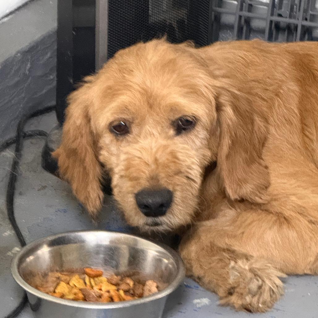 Sandy, Adoptable, Adult Female Standard Poodle & Curly-Coated Retriever.