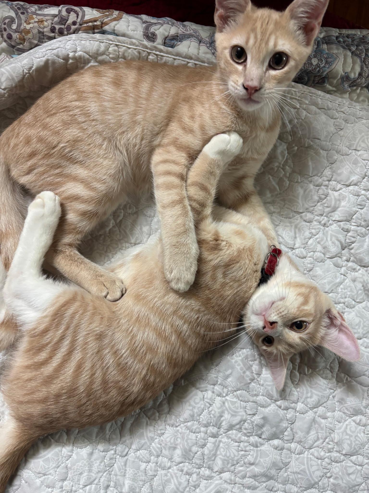 Bodhi, adopted, Kitten Male Domestic Short Hair.