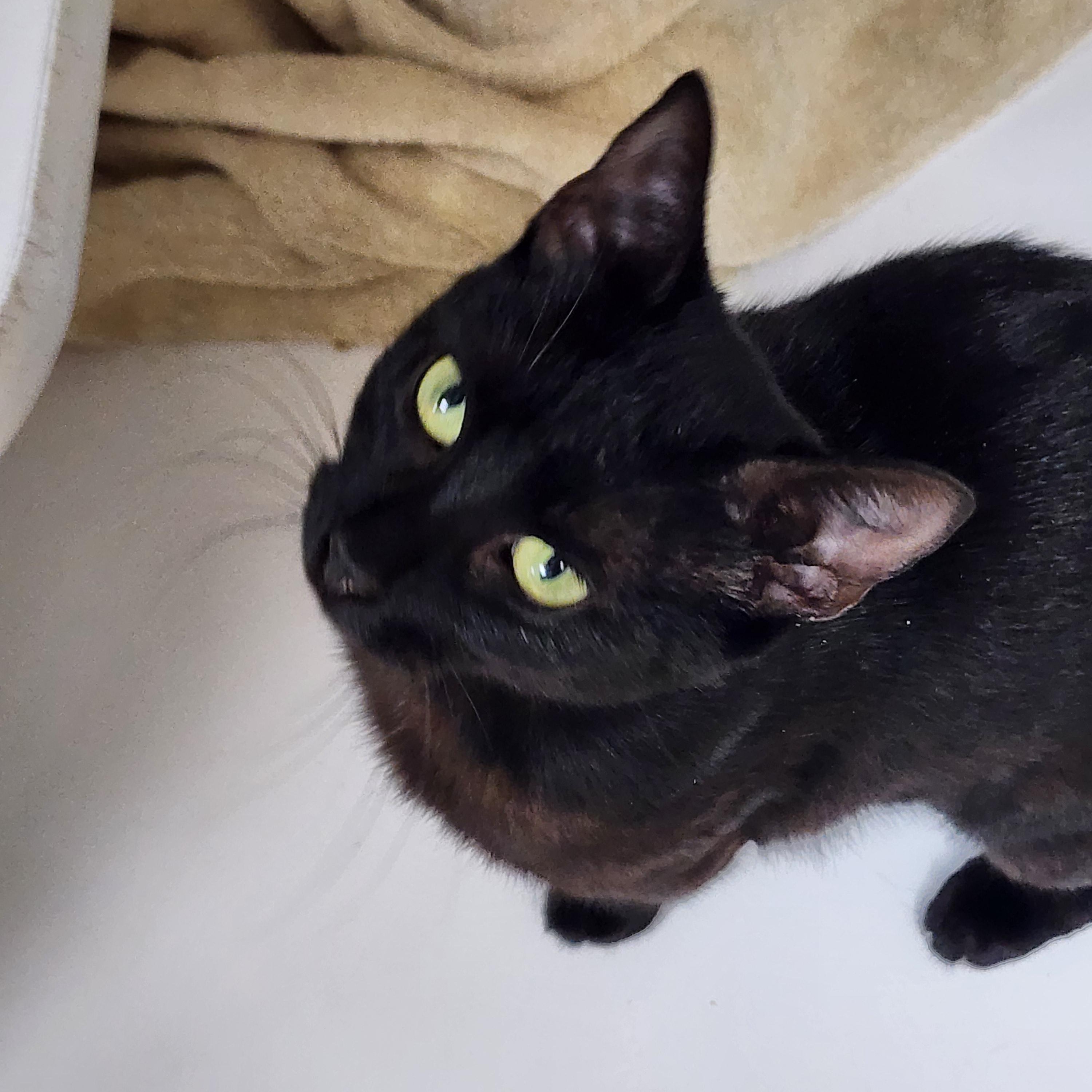 Sandy, Adoptable, Young Female Domestic Short Hair.