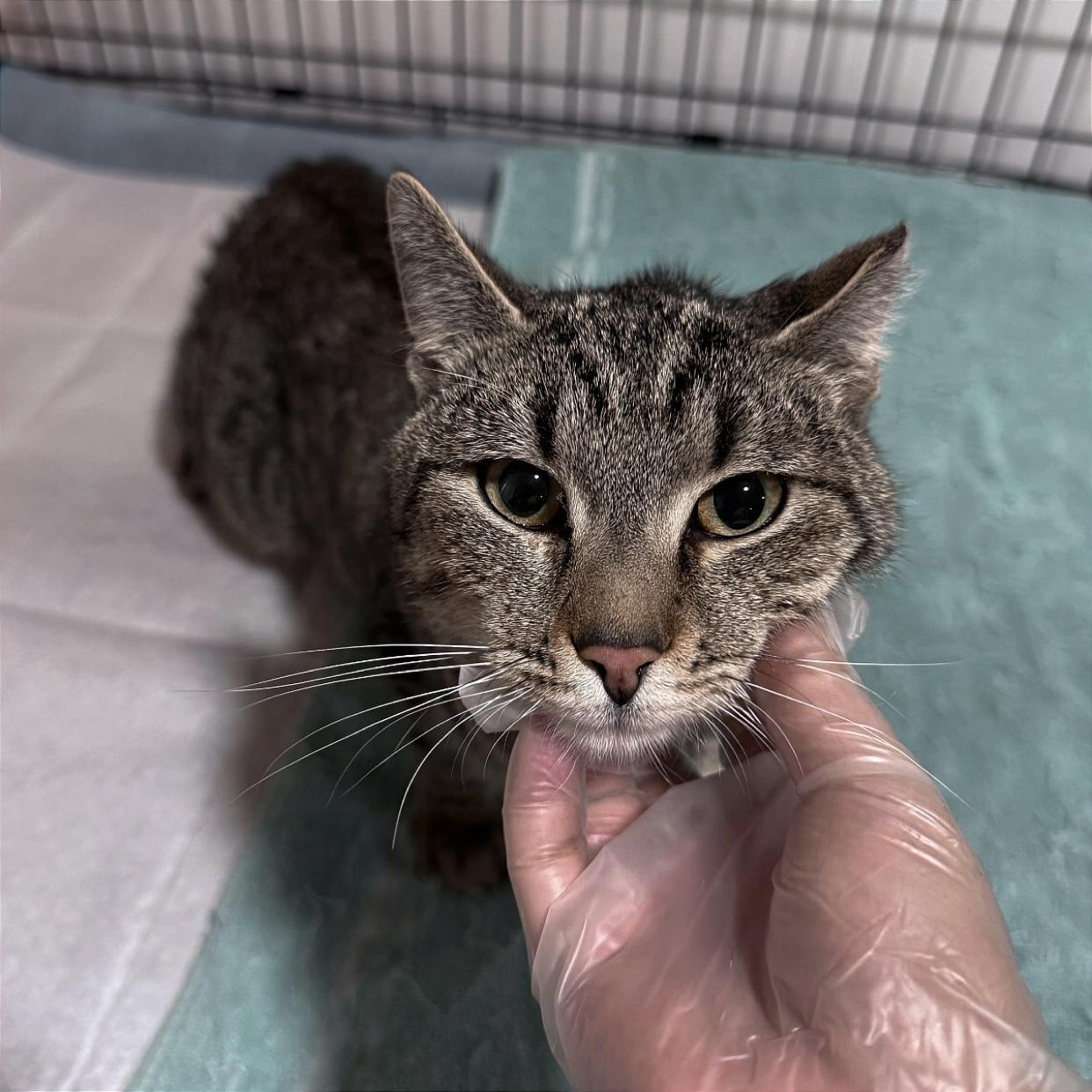 Enlarge Baby Bear, an adopted Domestic Short Hair in Westville, NJ image 2/2