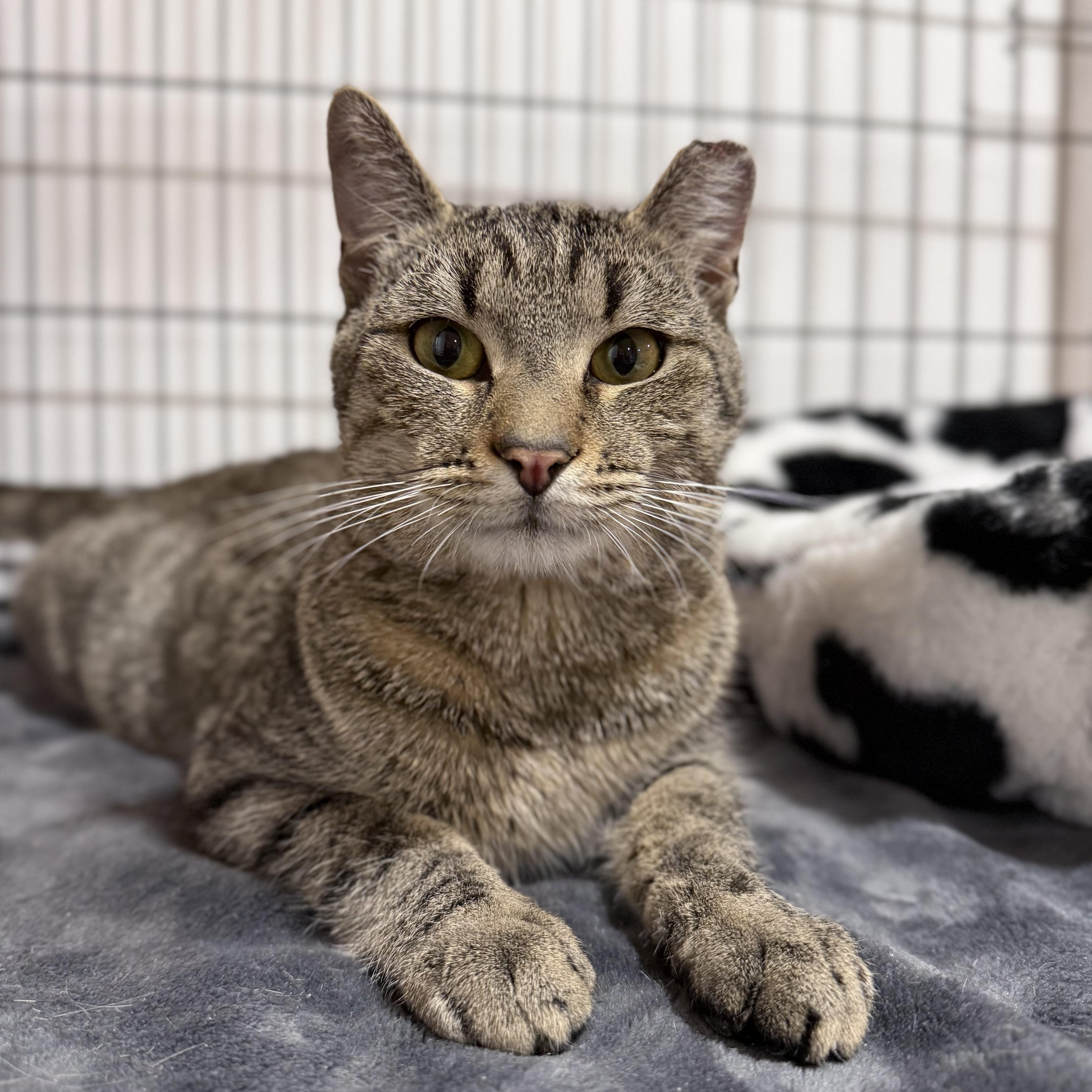 Enlarge Baby Bear, an adopted Domestic Short Hair in Westville, NJ image 1/2