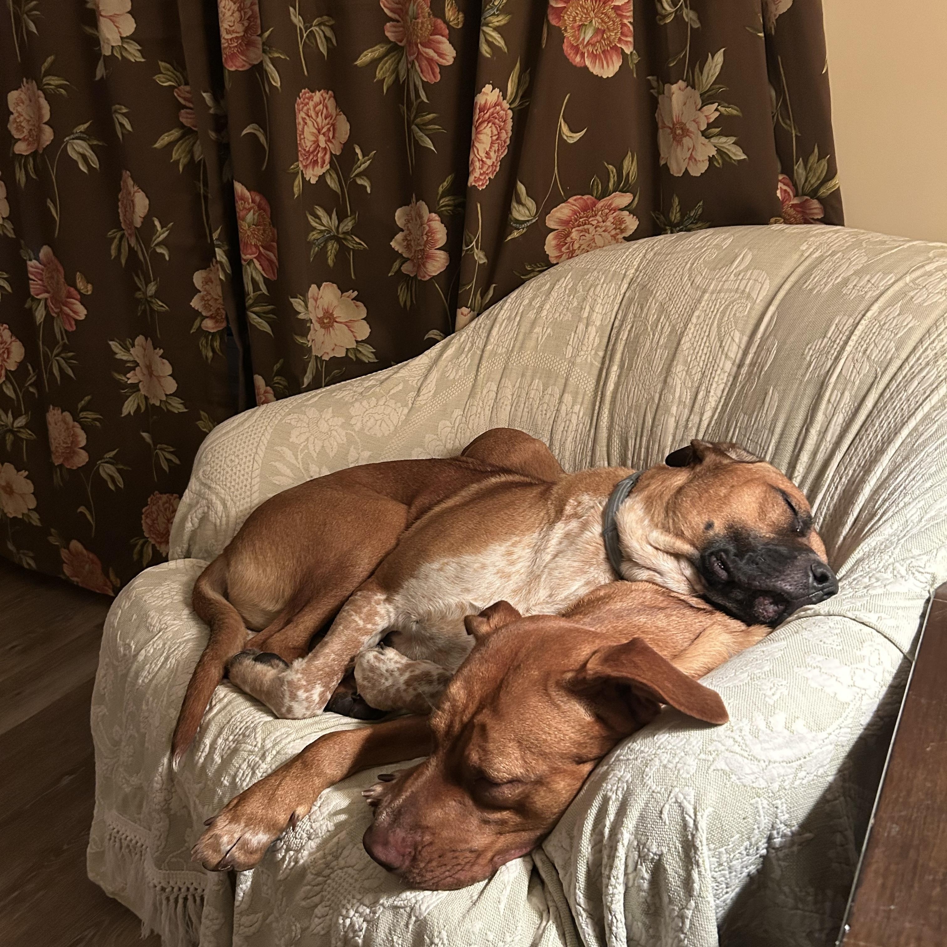 Hazel & Gyda, ADOPTABLE, Young Female Rhodesian Ridgeback.
