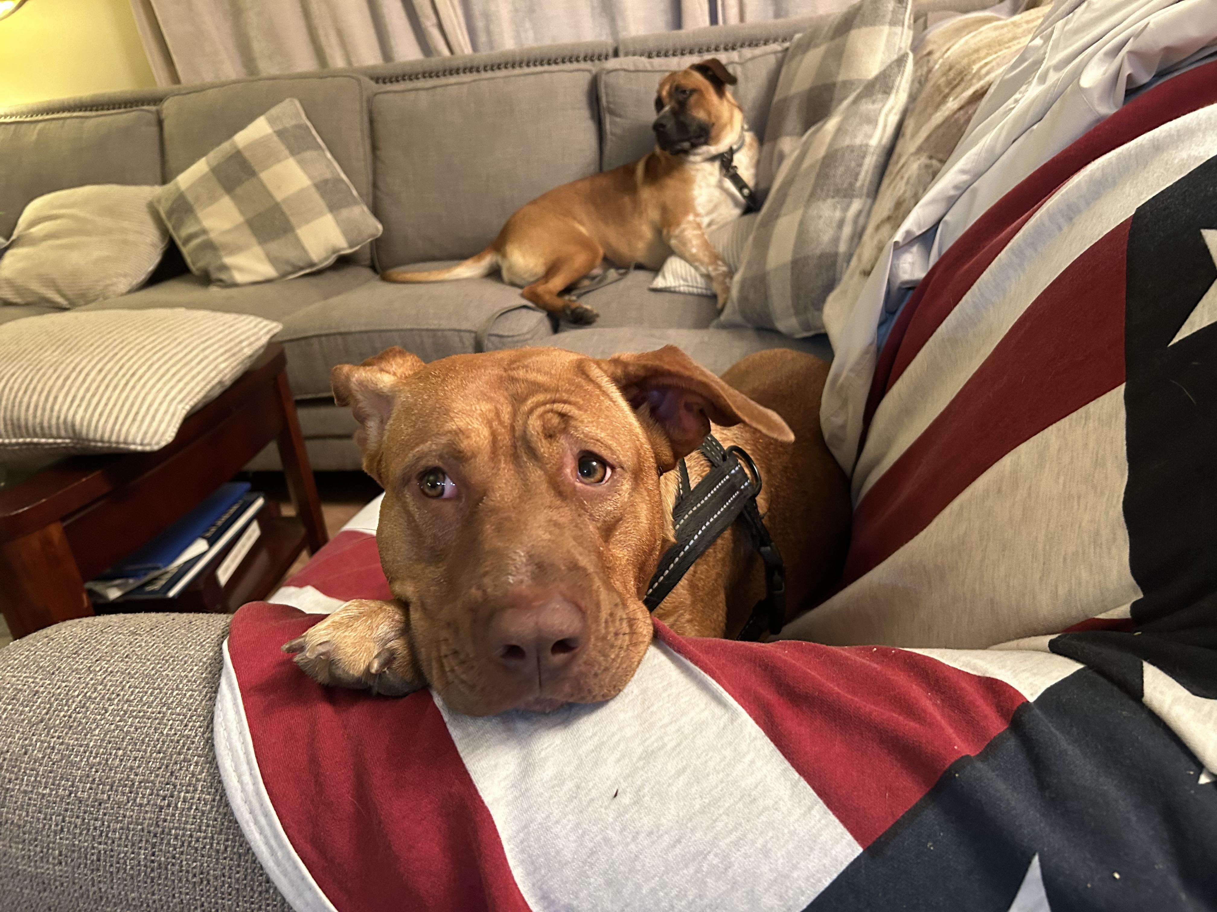 Enlarge Hazel & Gyda, a ADOPTABLE mixed breed in Saratoga Springs, NY image 5/6