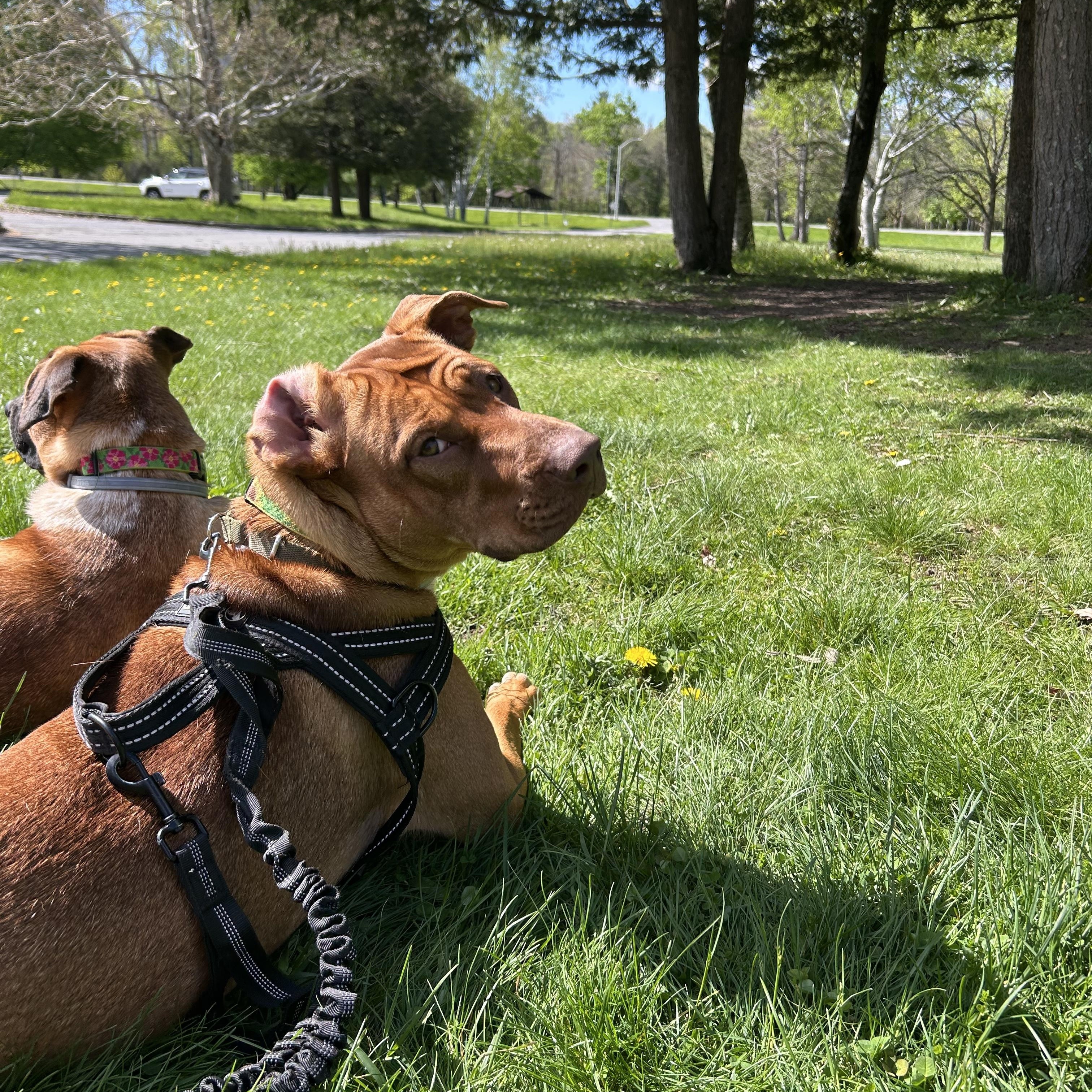 Enlarge Hazel & Gyda, a ADOPTABLE mixed breed in Saratoga Springs, NY image 3/6