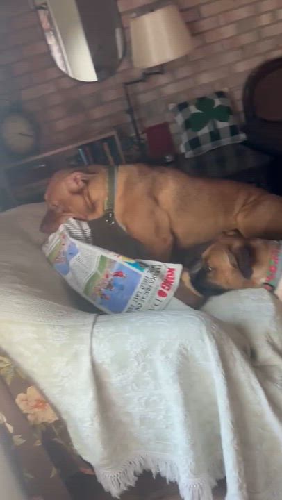 Enlarge Hazel & Gyda, a ADOPTABLE mixed breed in Saratoga Springs, NY video 2/6