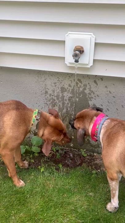 Enlarge Hazel & Gyda, a ADOPTABLE mixed breed in Saratoga Springs, NY video 4/6