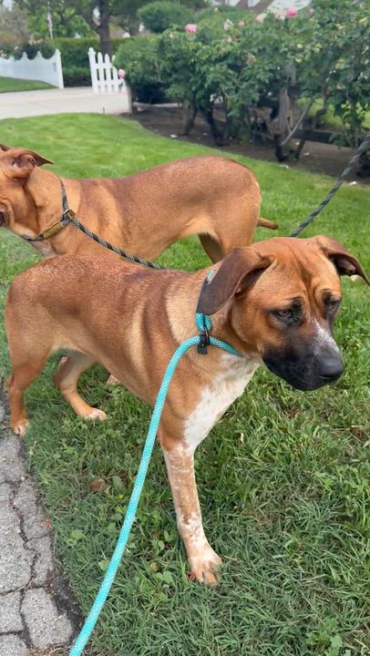 Enlarge Hazel & Gyda, a ADOPTABLE mixed breed in Saratoga Springs, NY video 6/6