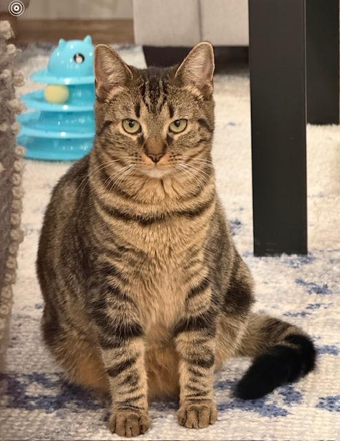 Enlarge Harlem and Honey, an adopted Tabby in Englewood, NJ image 6/6