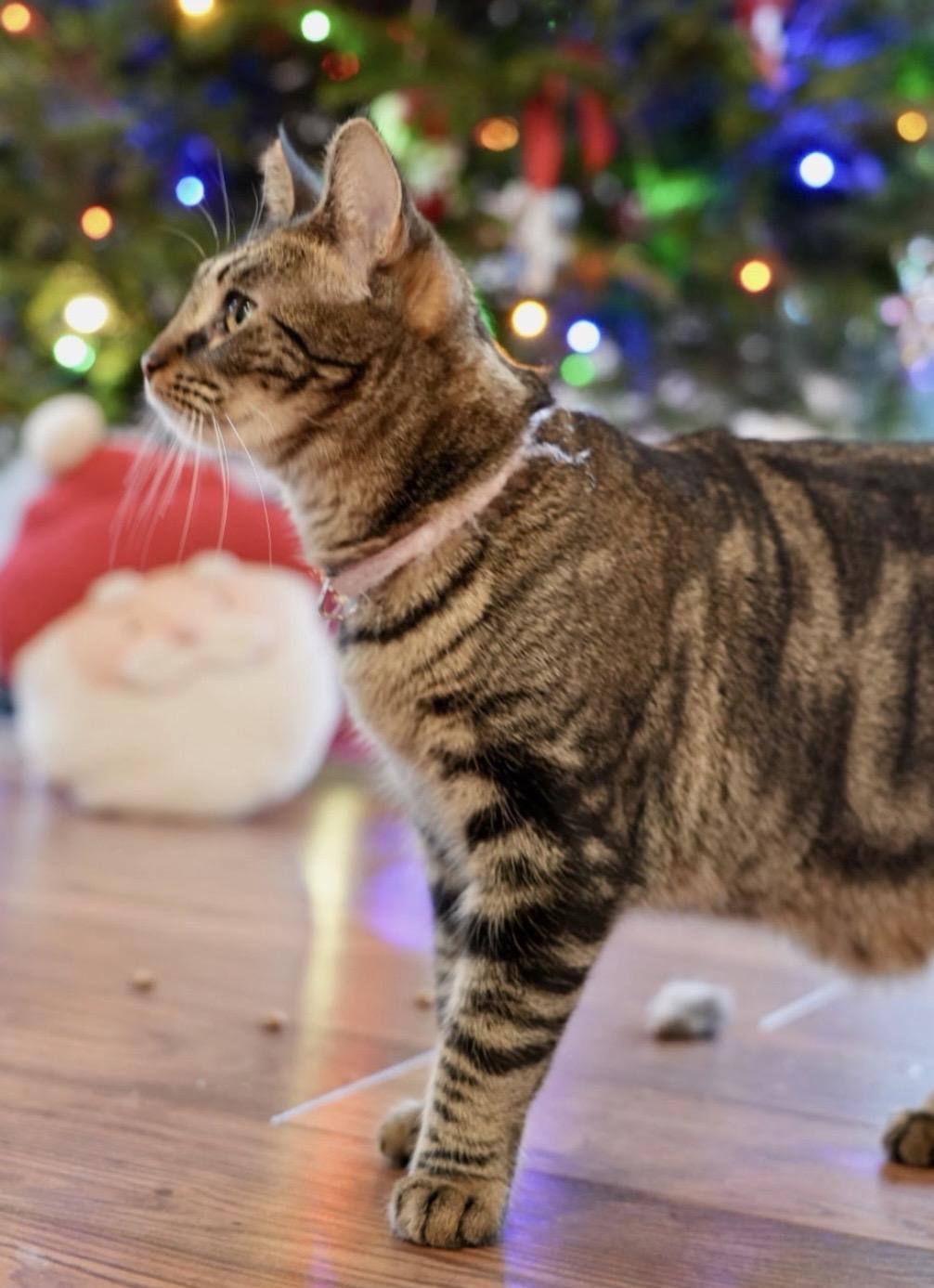 Enlarge Harlem and Honey, an adopted Tabby in Englewood, NJ image 4/6