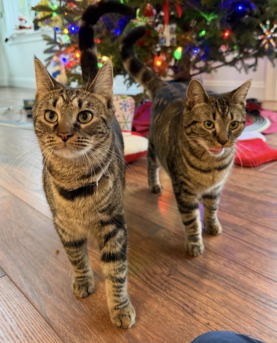 Enlarge Harlem and Honey, an adopted Tabby in Englewood, NJ image 1/6
