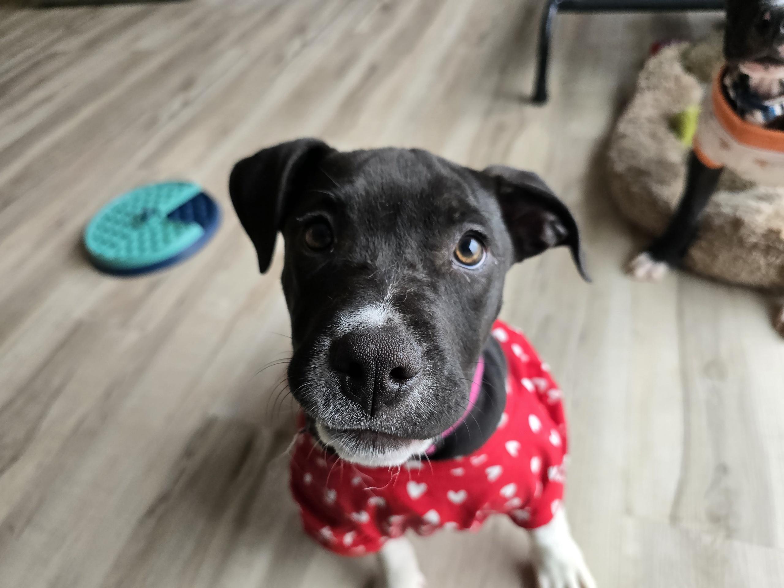 Enlarge Venus, a Adoptable mixed breed in Troy, MI image 2/4