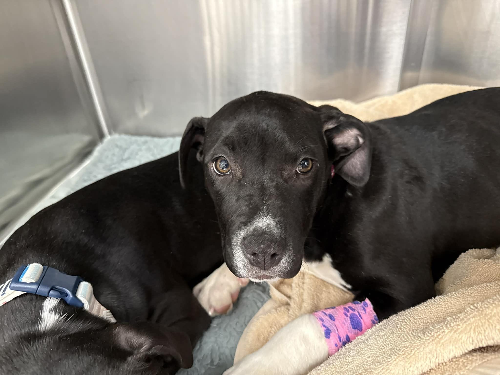 Enlarge Venus, a Adoptable mixed breed in Troy, MI image 3/4