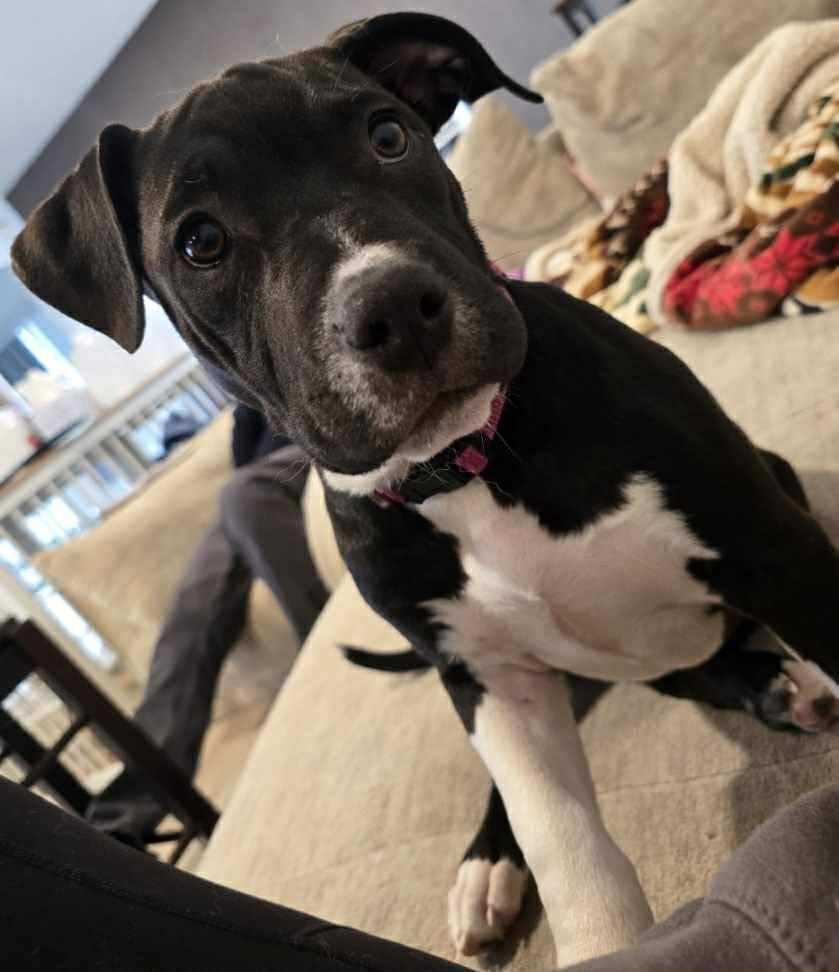 Enlarge Venus, a Adoptable mixed breed in Troy, MI image 4/4