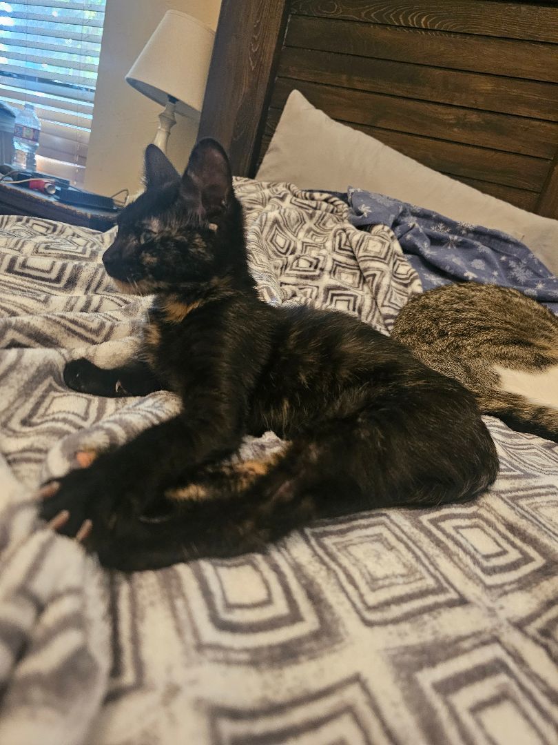 Mia, Adopted, Kitten Female American Shorthair.