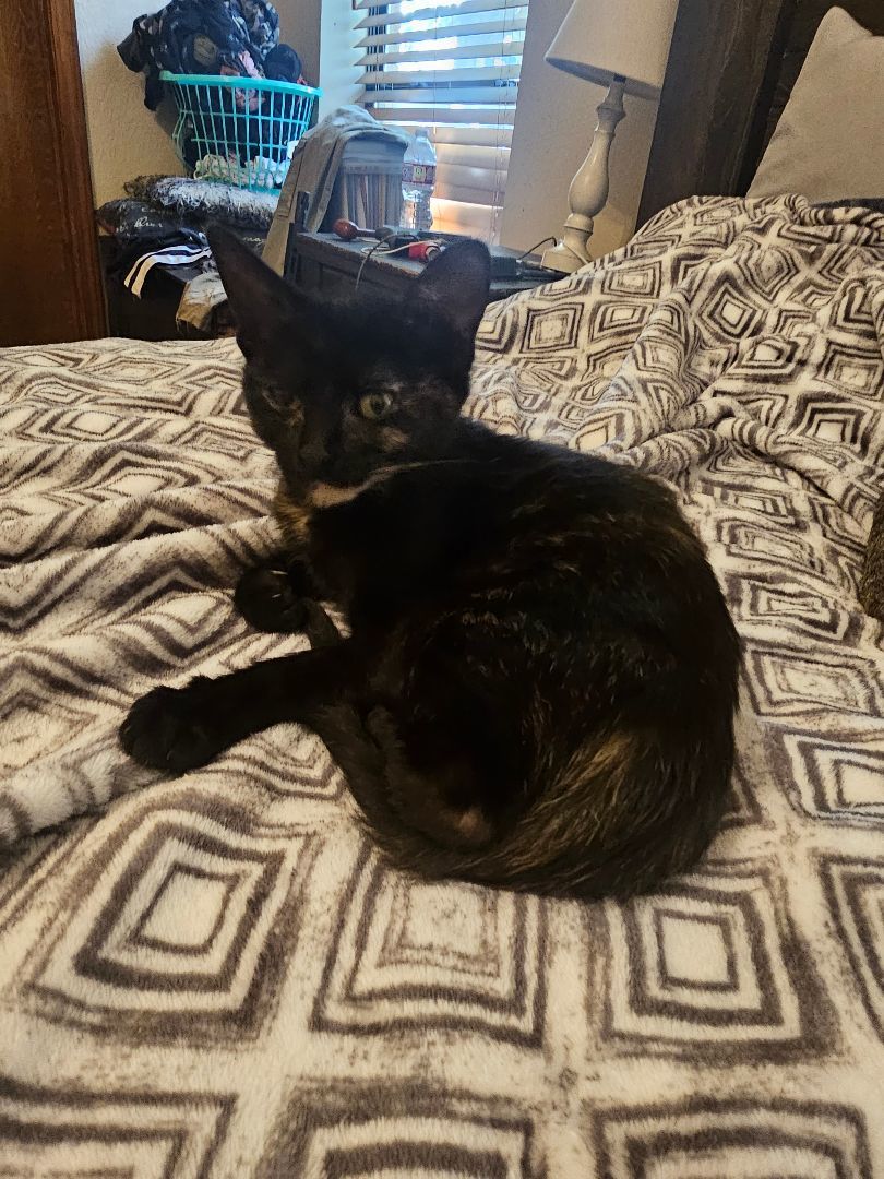 Mia, a Adopted American Shorthair in Apache, OK image 2/4