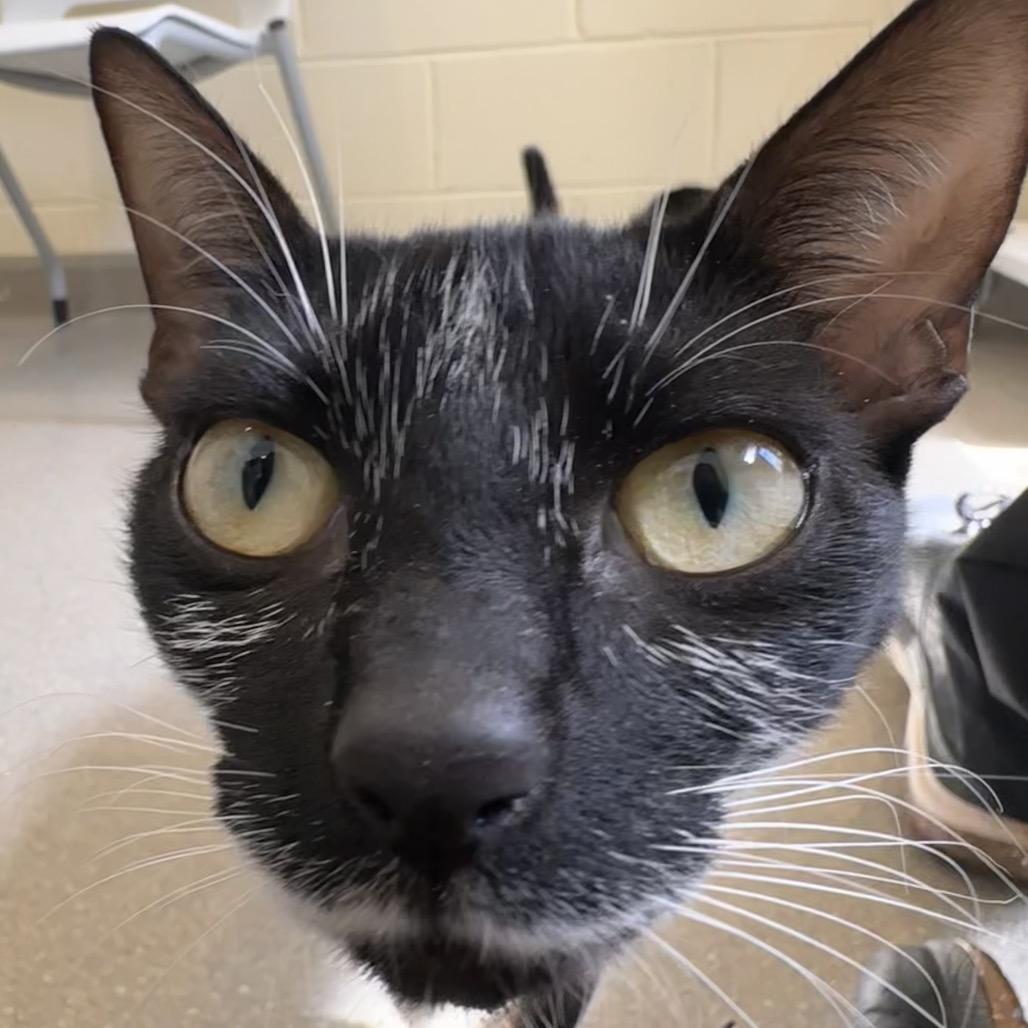 Luna, Adoptable, Young Female Domestic Short Hair.