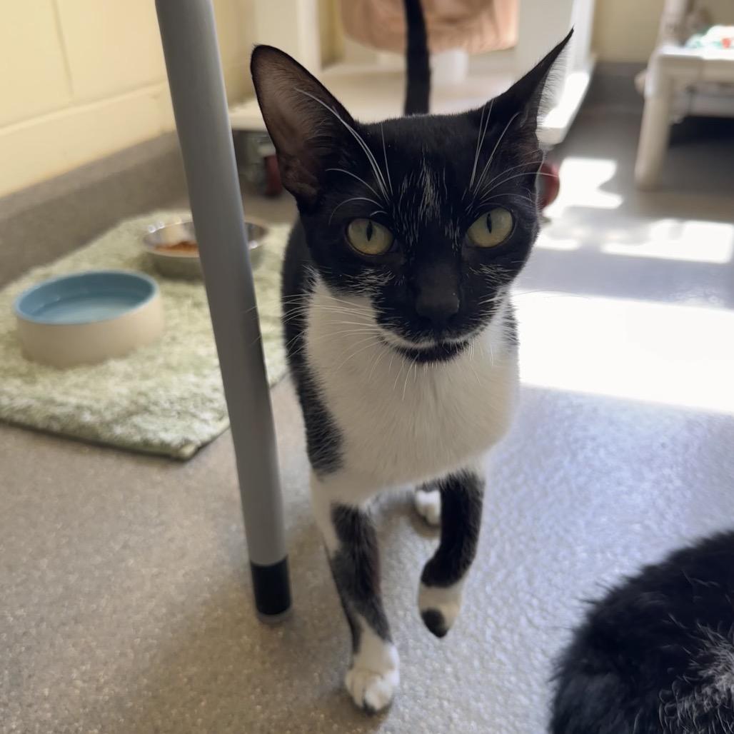 Enlarge Luna, a Adoptable Domestic Short Hair in Chesapeake, VA image 2/4