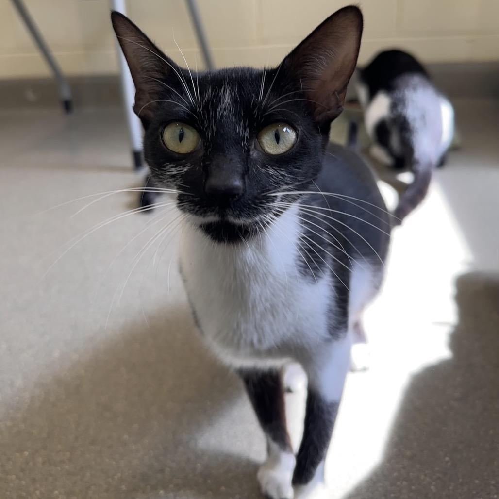 Enlarge Luna, a Adoptable Domestic Short Hair in Chesapeake, VA image 3/4