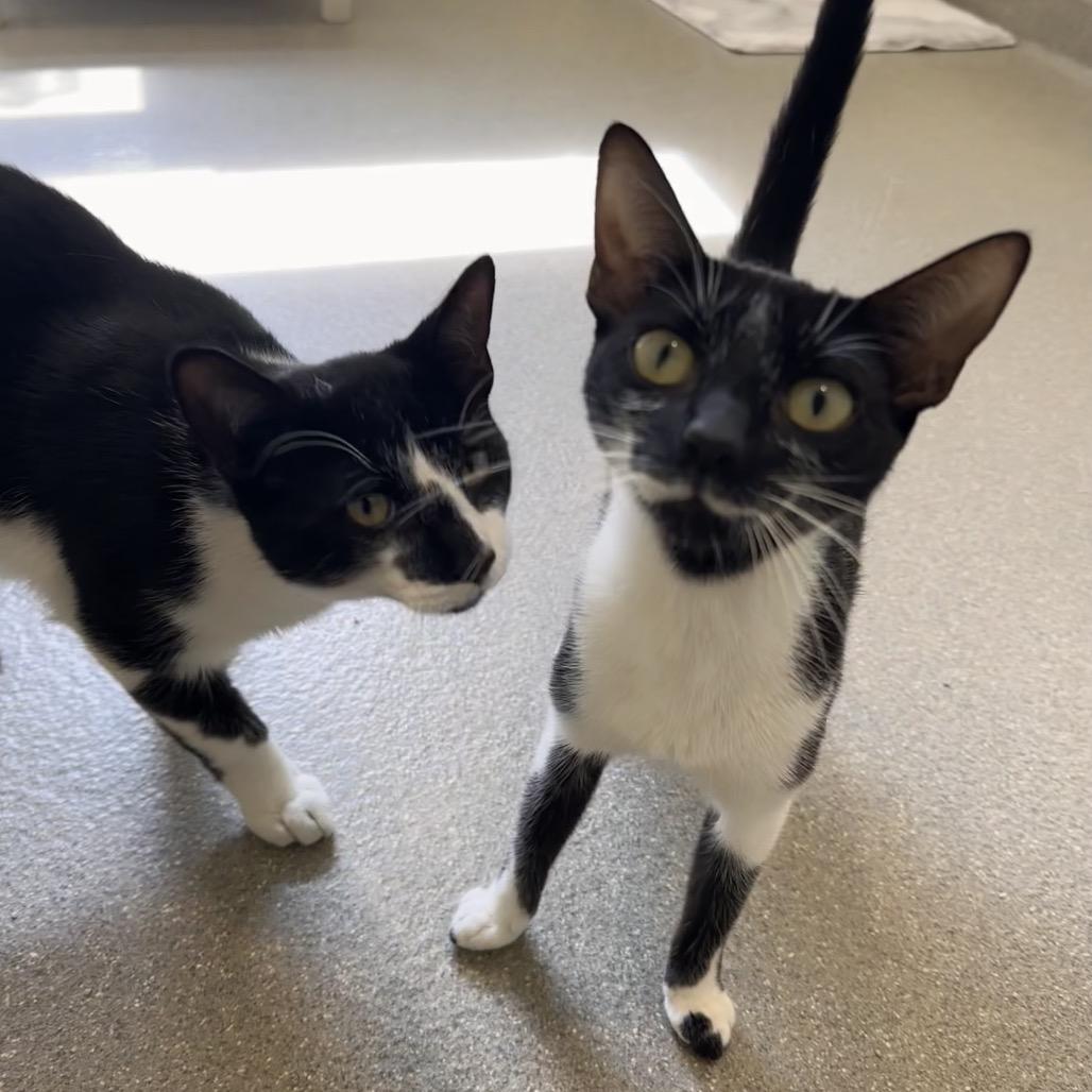 Enlarge Luna, a Adoptable Domestic Short Hair in Chesapeake, VA image 4/4