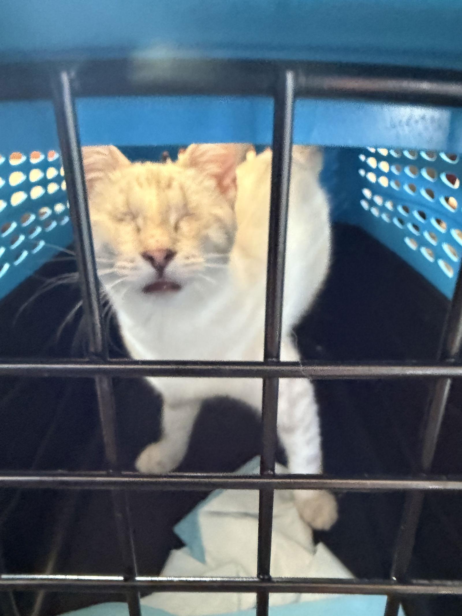 Enlarge Spring (BS), a Adoptable Siamese in Vacaville, CA image 1/3