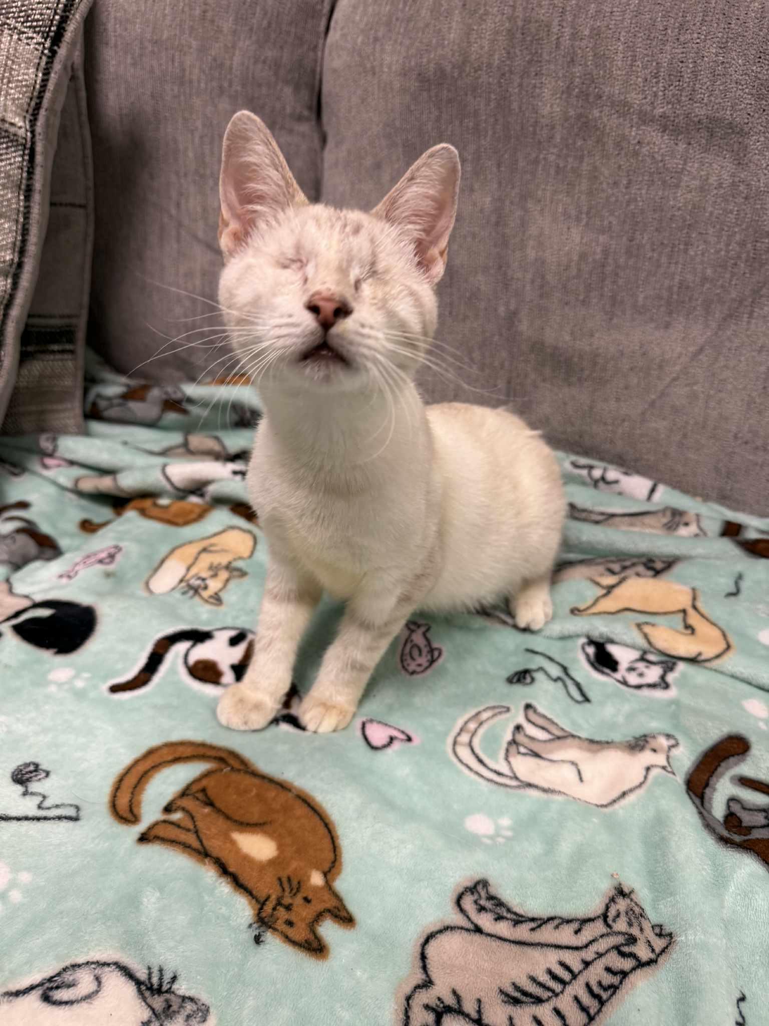 Enlarge Spring (BS), a Adoptable Siamese in Vacaville, CA image 2/3