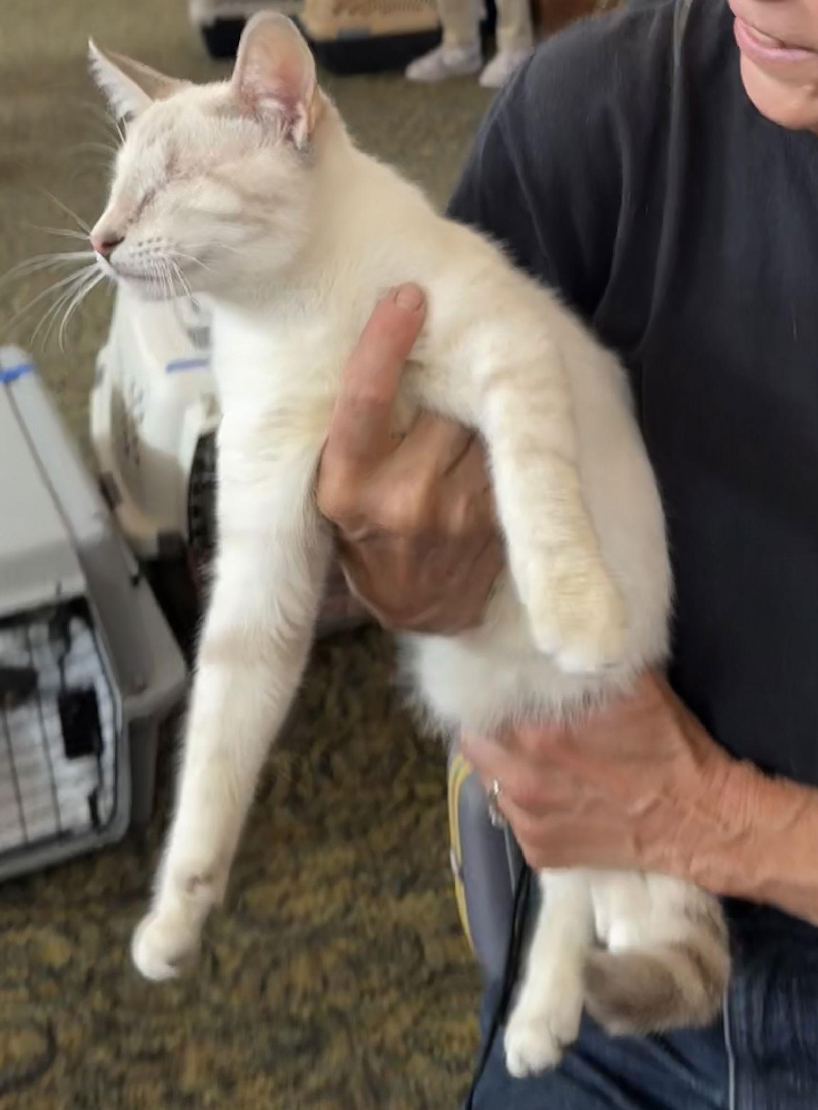 Enlarge Spring (BS), a Adoptable Siamese in Vacaville, CA image 3/3