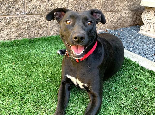 Enlarge NINA BOO BOO, a Adoptable mixed breed in Moreno Valley, CA image 1/1