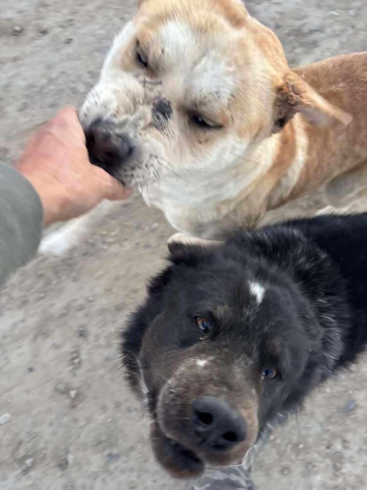 Newt, Adoptable, Adult Male Labrador Retriever.