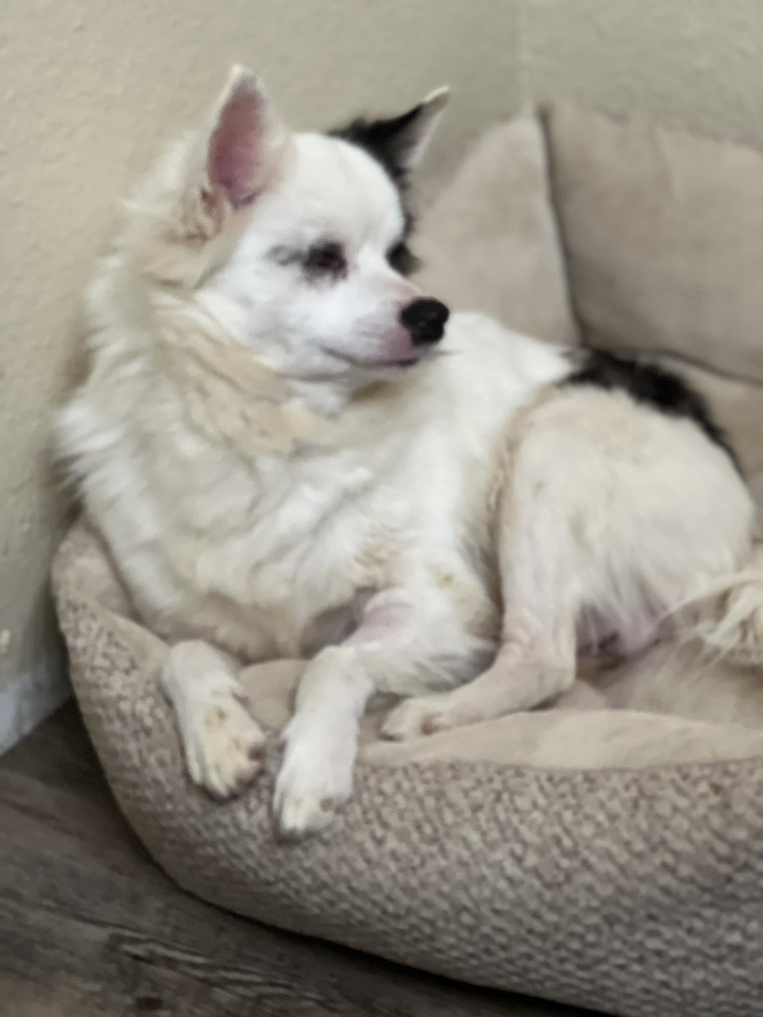 Enlarge Daddy, a ADOPTABLE mixed breed in Granbury, TX image 1/1