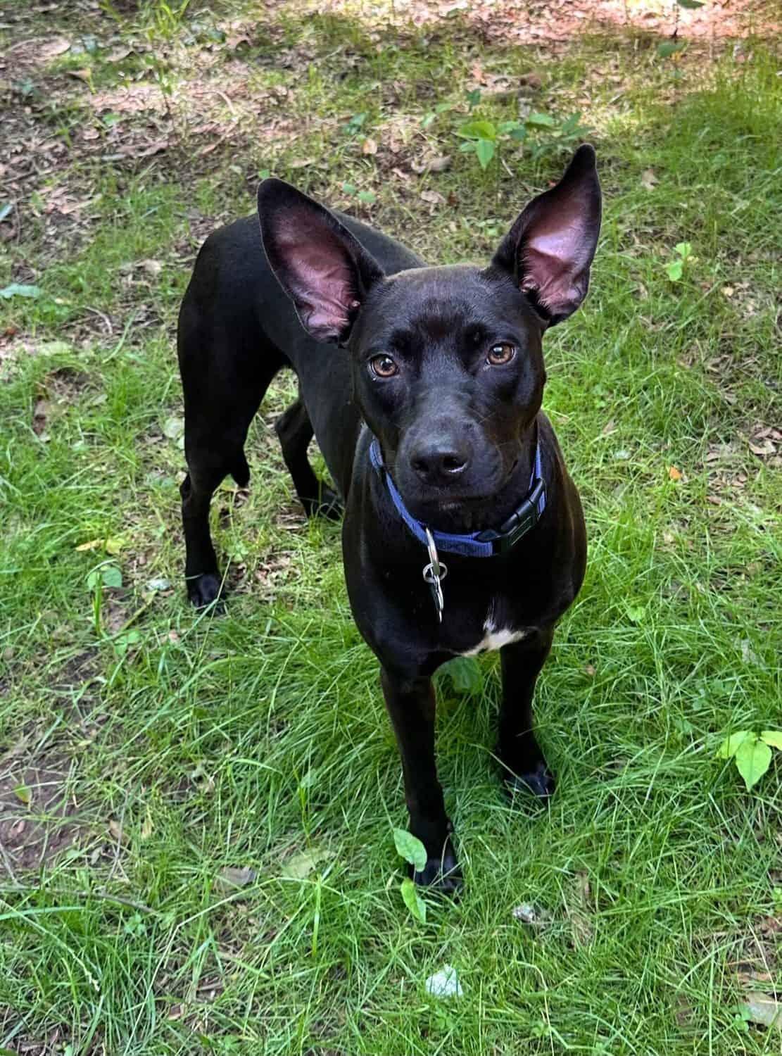 Brandy, Adoptable, Young Female Terrier.