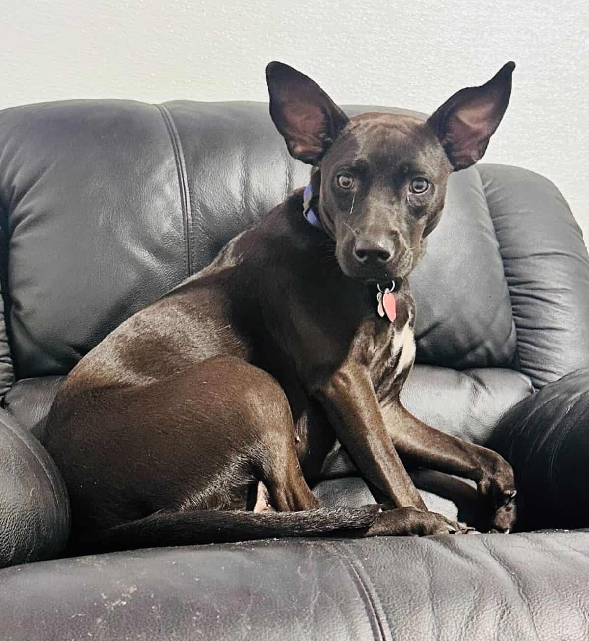 Enlarge Brandy, a Adoptable Terrier in Greenville, SC image 2/3