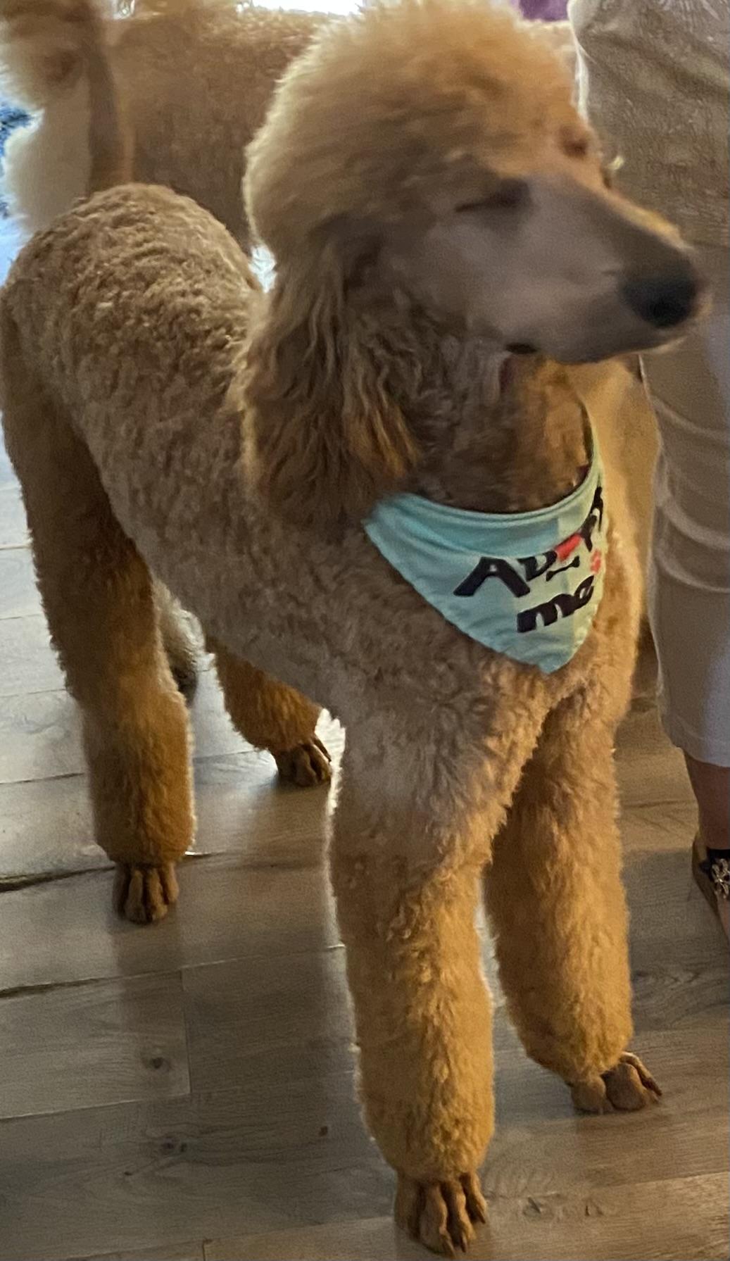 Danny, a Adoptable Standard Poodle in Moreno Valley, CA image 1/4