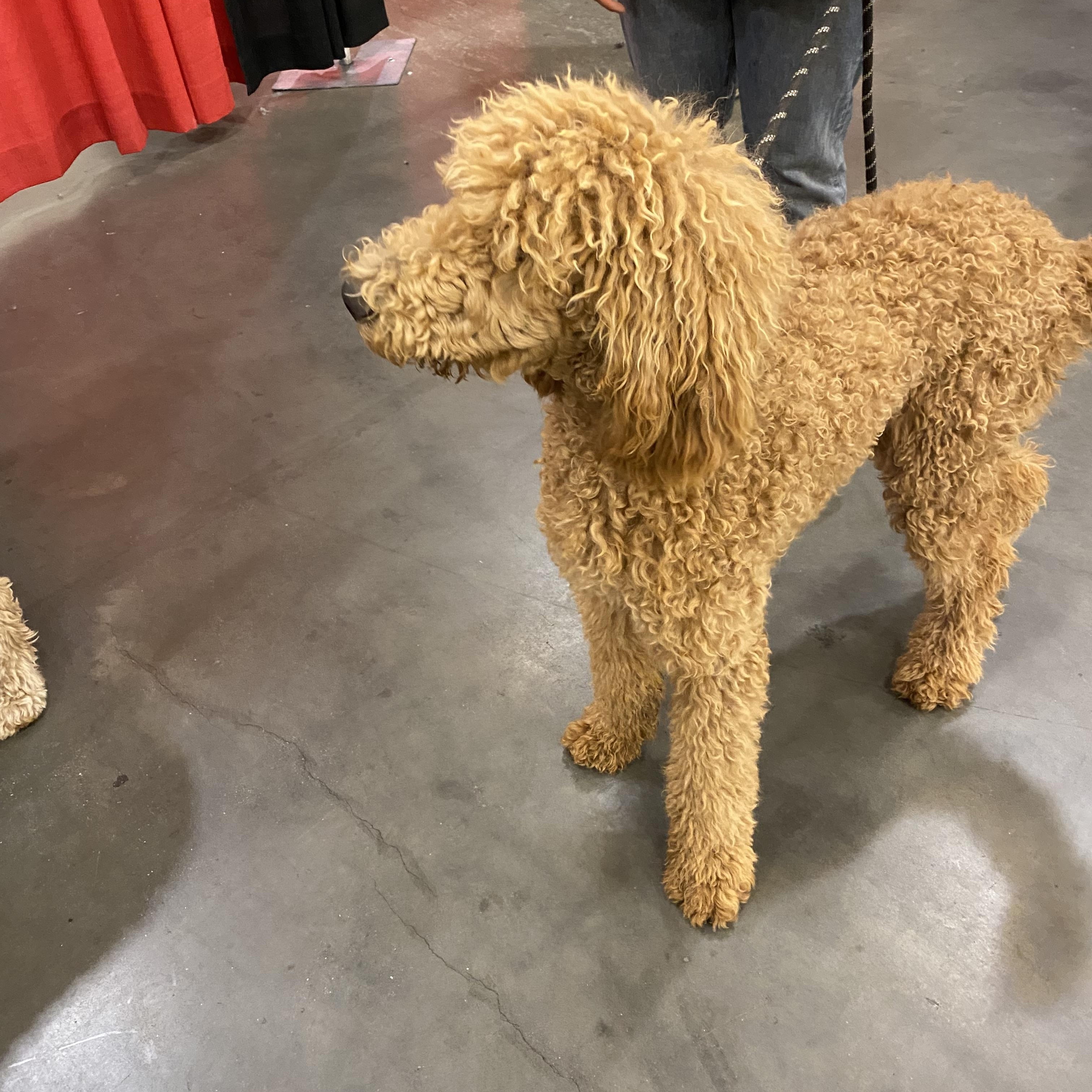 Danny, a Adoptable Standard Poodle in Moreno Valley, CA image 2/4