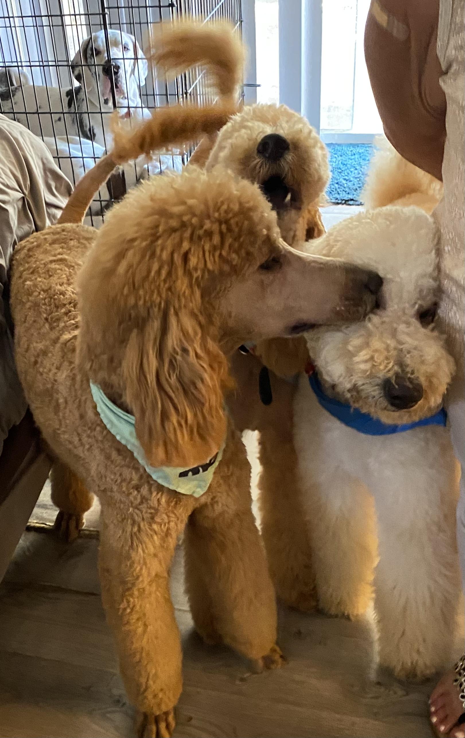 Danny, a Adoptable Standard Poodle in Moreno Valley, CA image 3/4