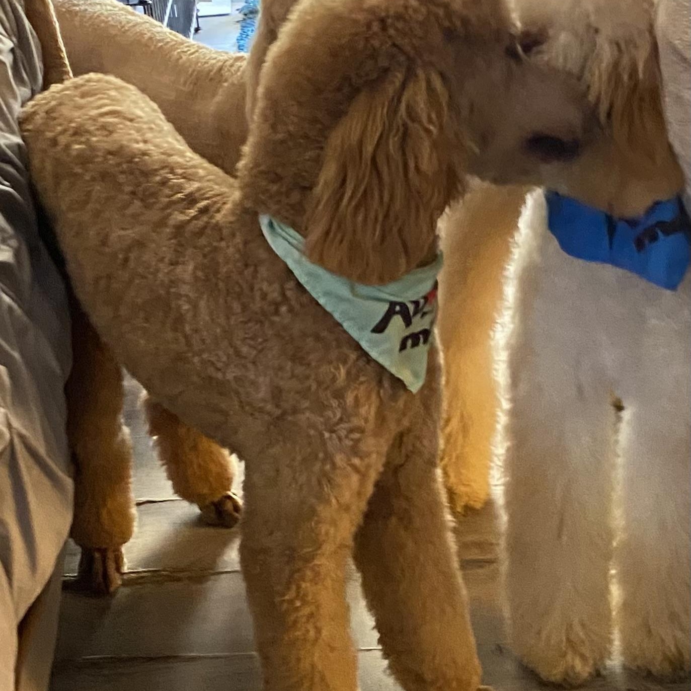 Danny, a Adoptable Standard Poodle in Moreno Valley, CA image 4/4