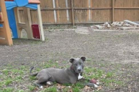 Enlarge Cobalt, a Adopted mixed breed in Dallas, TX image 1/6