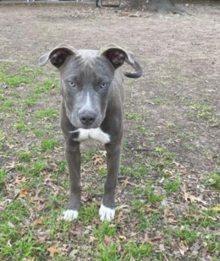 Enlarge Cobalt, a Adopted mixed breed in Dallas, TX image 3/6