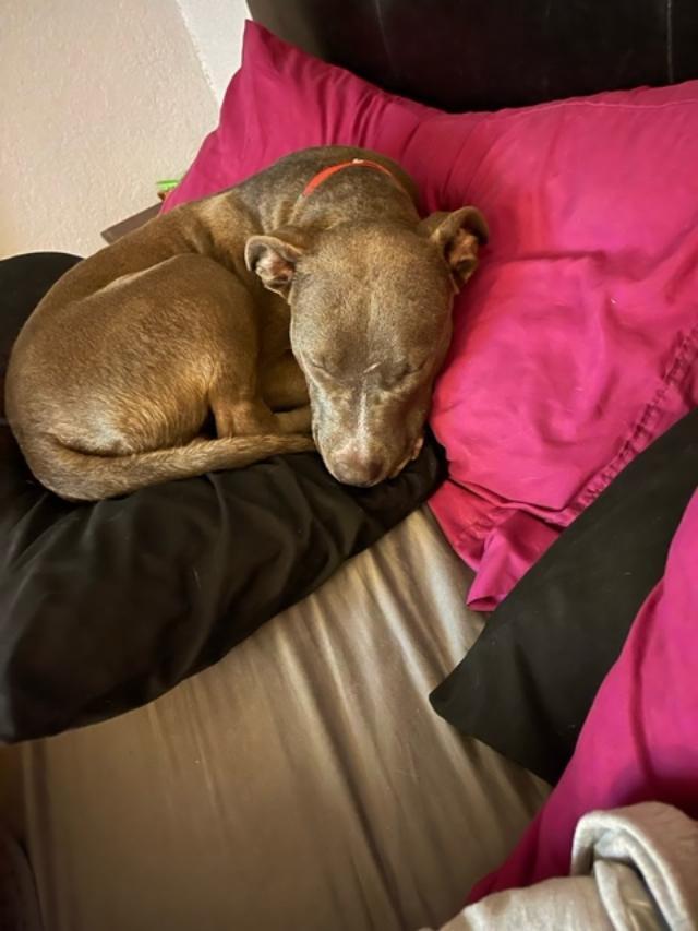 Enlarge Cobalt, a Adopted mixed breed in Dallas, TX image 4/6