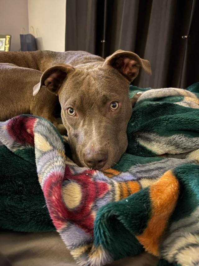 Enlarge Cobalt, a Adopted mixed breed in Dallas, TX image 5/6