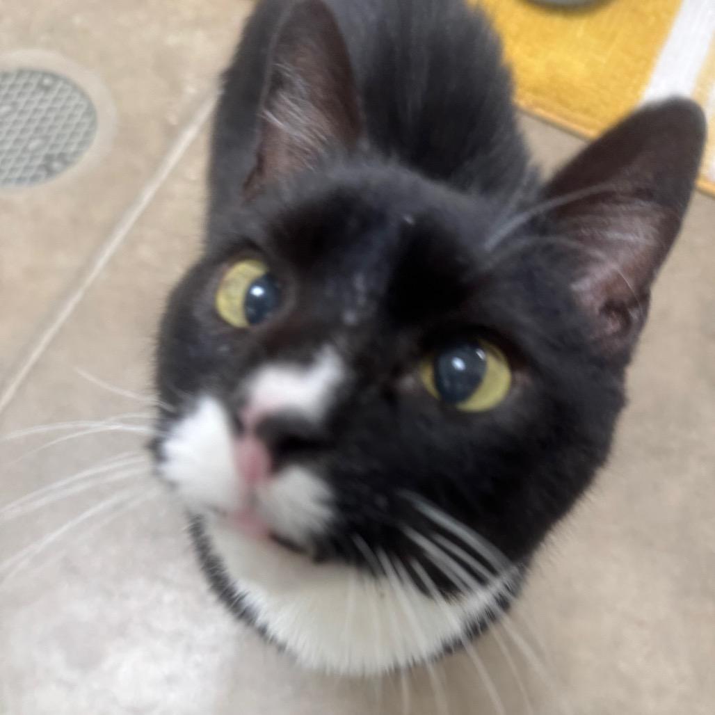 Enlarge Junior, a Adoptable Domestic Short Hair in York, PA image 1/6