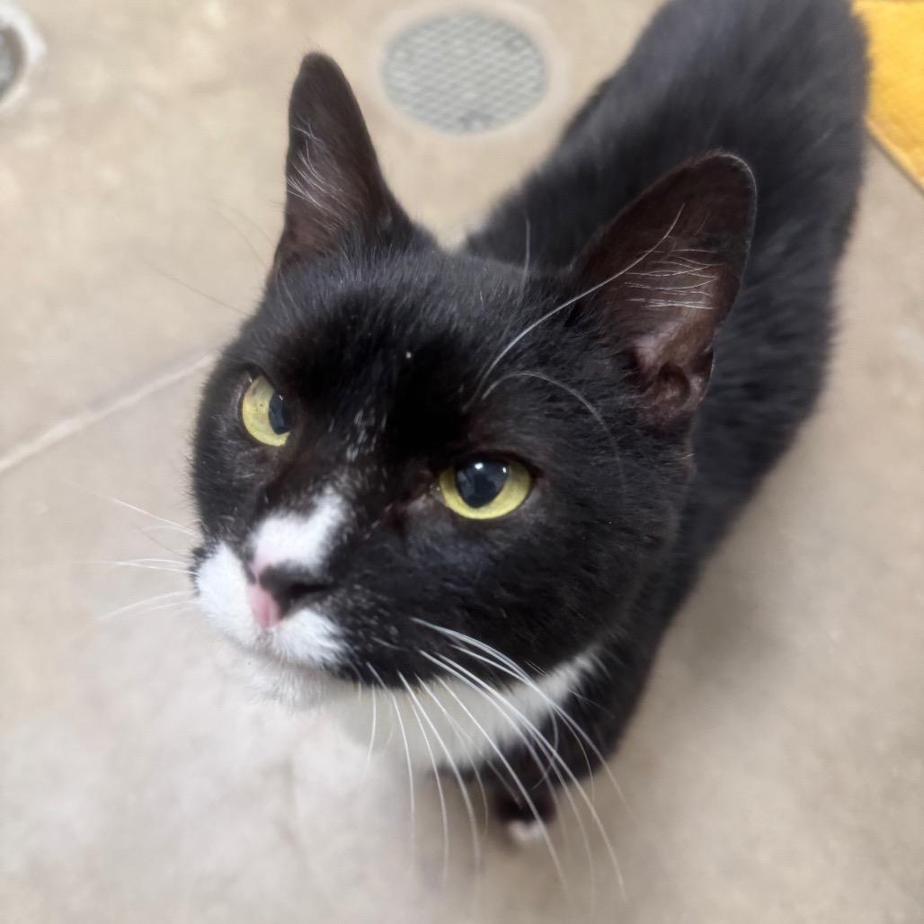 Enlarge Junior, a Adoptable Domestic Short Hair in York, PA image 2/6