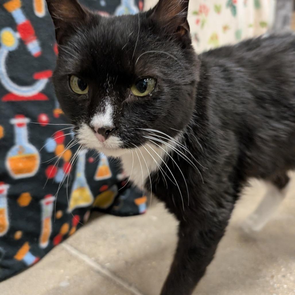 Enlarge Junior, a Adoptable Domestic Short Hair in York, PA image 3/6