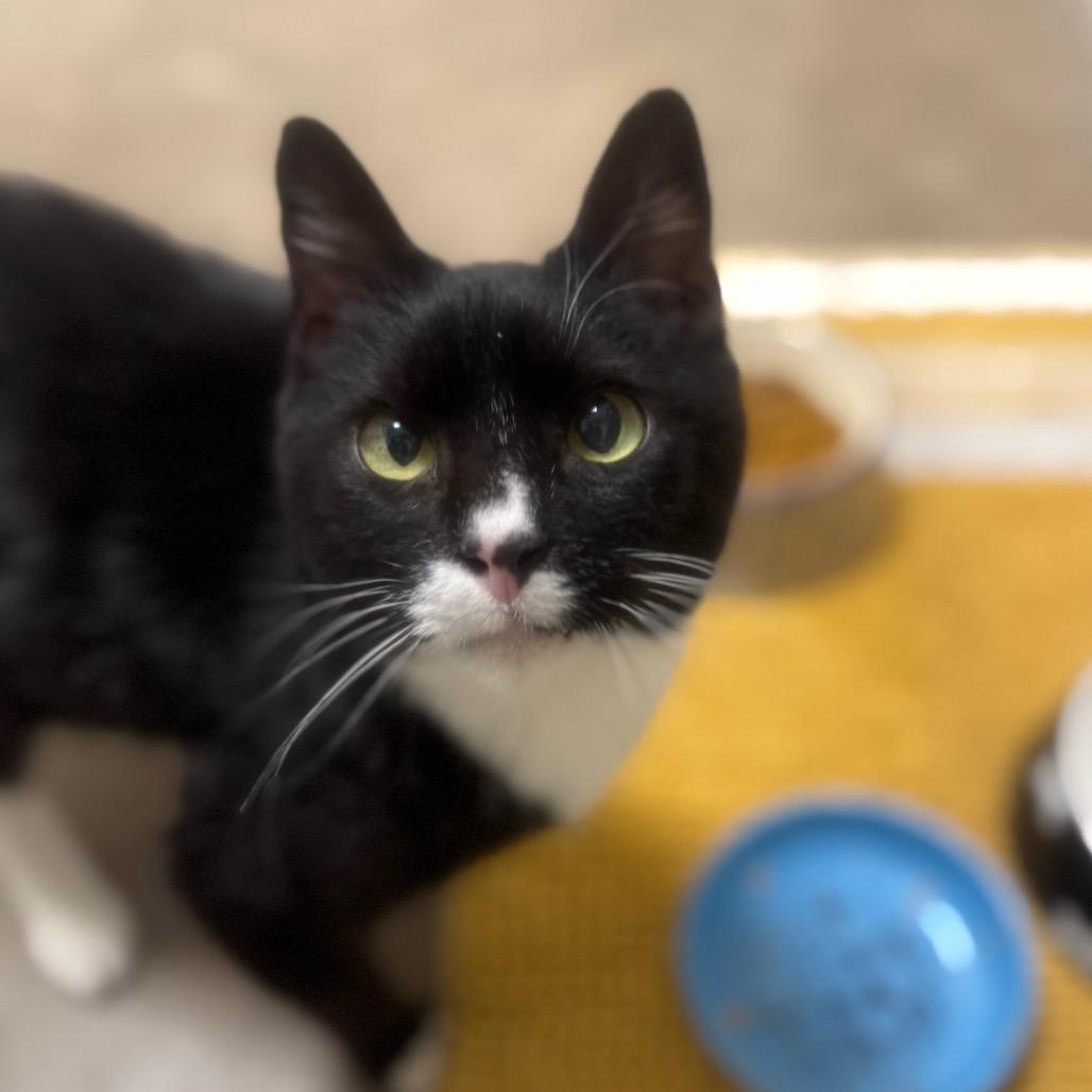 Enlarge Junior, a Adoptable Domestic Short Hair in York, PA image 4/6