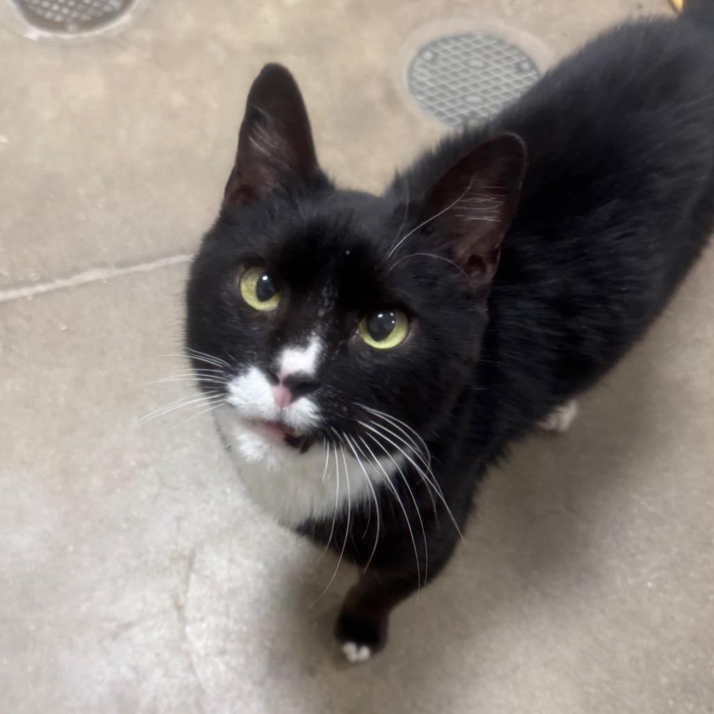 Enlarge Junior, a Adoptable Domestic Short Hair in York, PA image 5/6