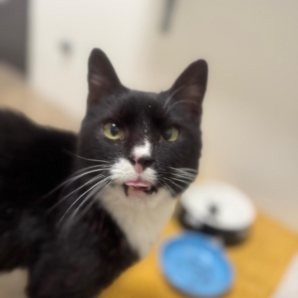 Enlarge Junior, a Adoptable Domestic Short Hair in York, PA image 6/6