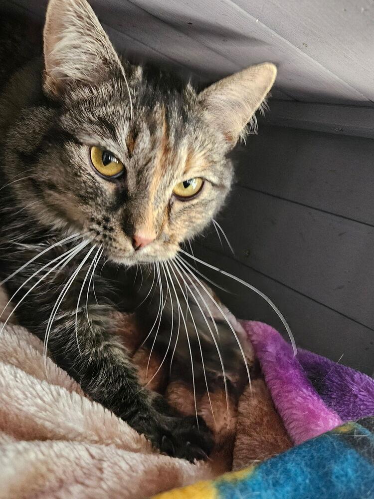 Enlarge Maggie Mae, a Adoptable Domestic Medium Hair in Salisbury, NC image 1/3