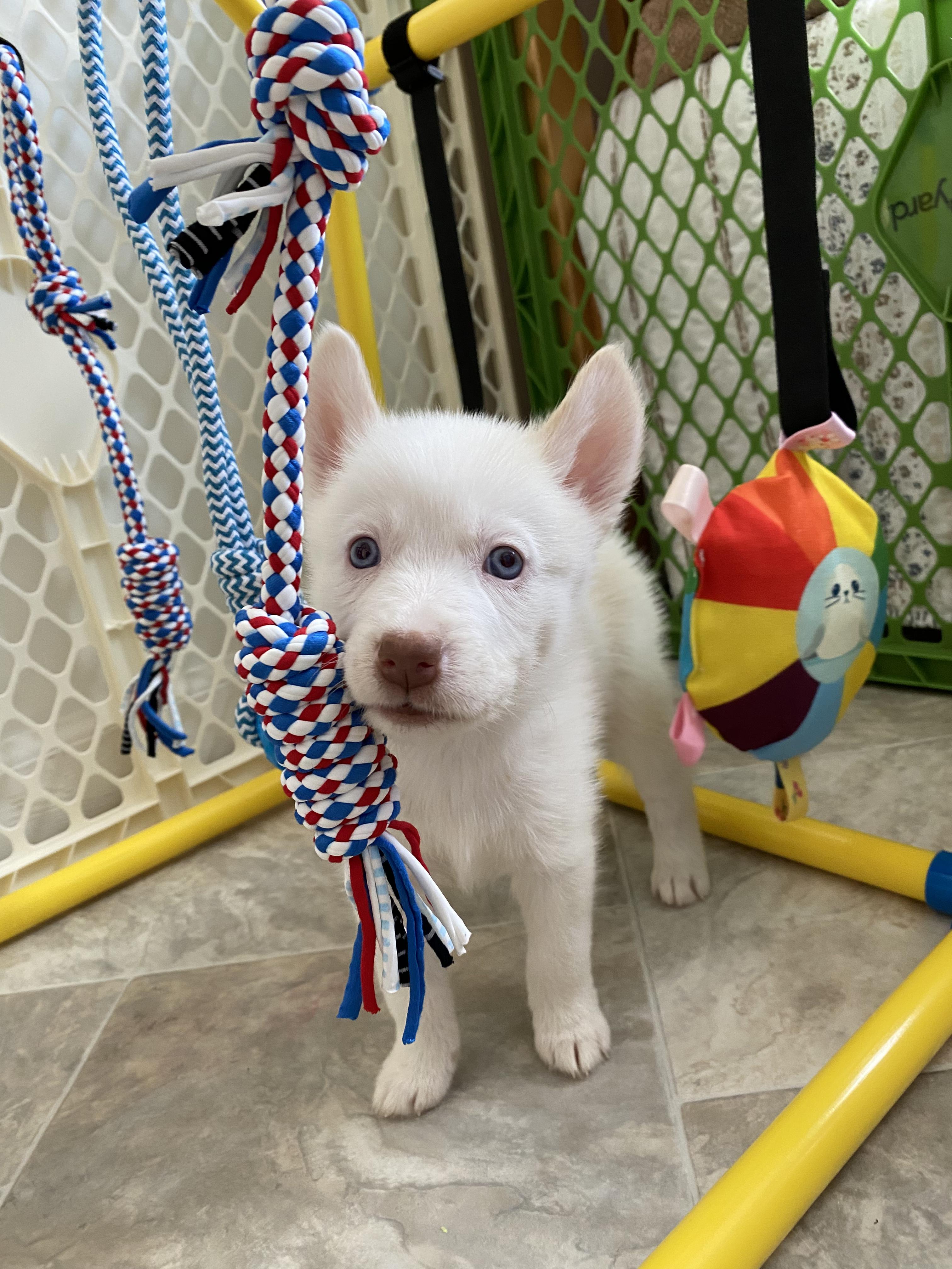 Celtic, Adoptable, Puppy Male White German Shepherd.