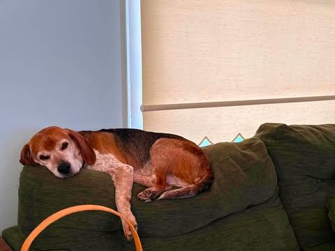 Gunner, a Adoptable Beagle in Kent, WA image 1/5