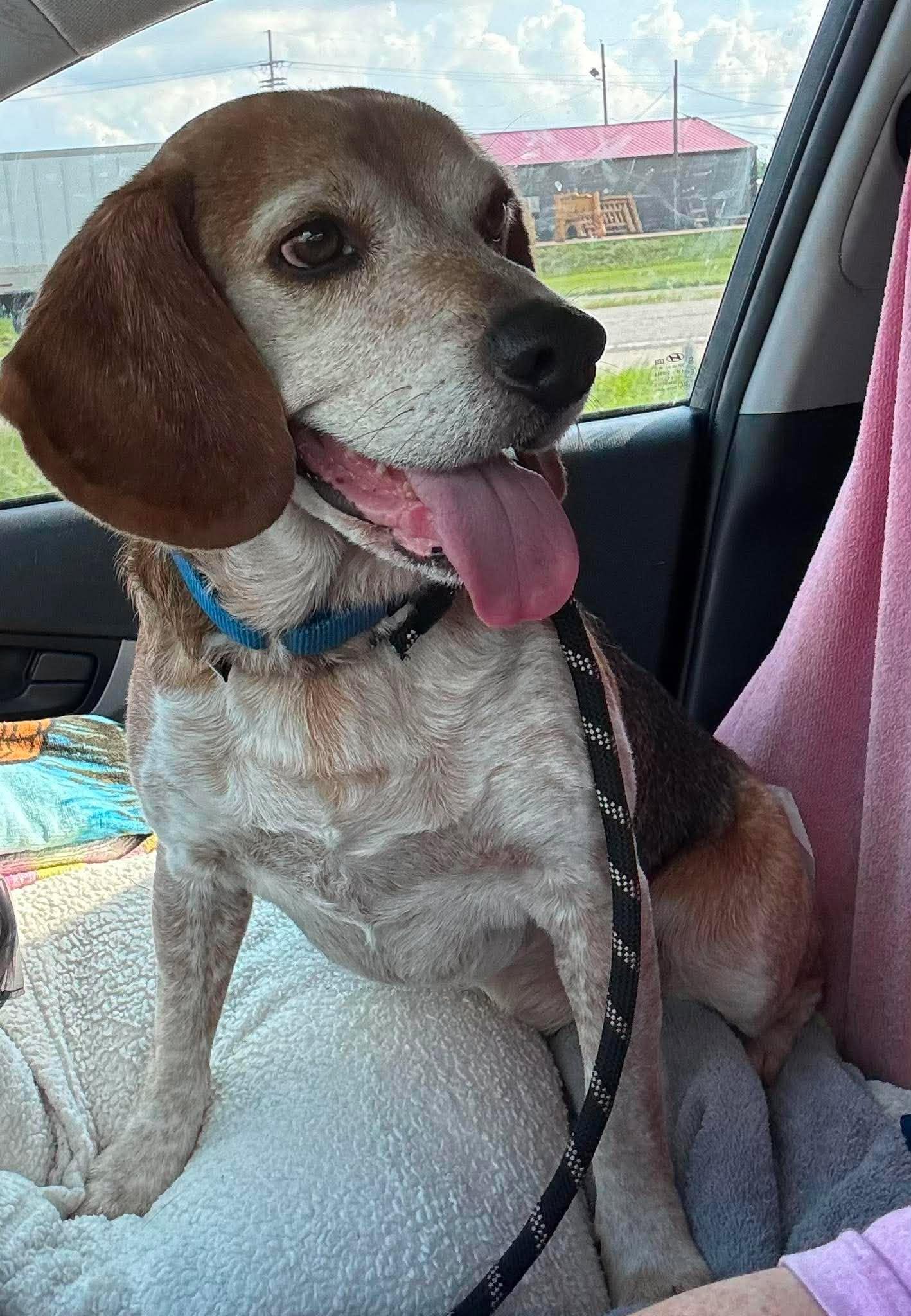 Gunner, a Adoptable Beagle in Kent, WA image 2/5